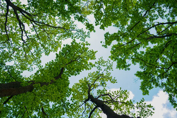 The canopy of tall trees framing a clear blue sky, with the sun shining through