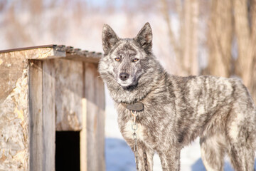 Dog on a leash in winter in the snow in a Russian village.