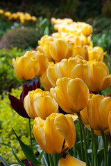 Obraz premium A row of yellow tulips blooming in the garden during spring time