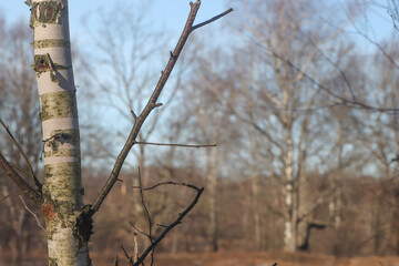 Forest in late autumn.