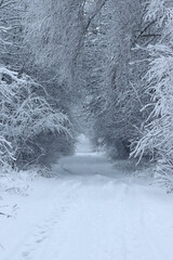 Dirt road in the winter forest.