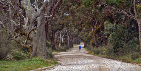 runner in the distance on a dirt road surrounded by huge Australian gumtrees.
