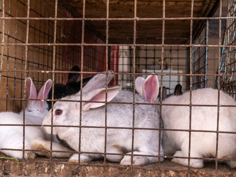 Lots Of Big And Small Rabbits In A Cage At The Bazaar For Sale.