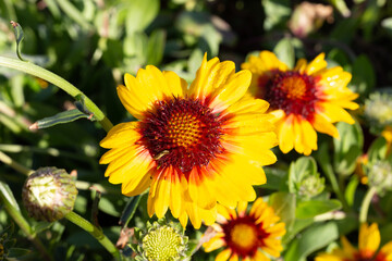 Red and yellow garden flowers