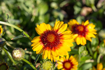 Red and yellow garden flowers