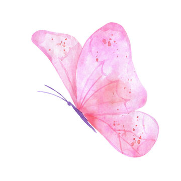 Watercolor flying butterfly isolated on white background. Pink hand painted illustration