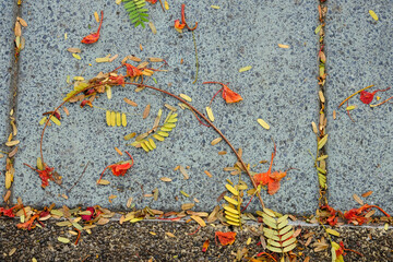 autumn leaves on the ground