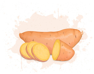 Naklejka na ściany i meble A Sweet Potato Root vegetable with half pieces of sweet potato and slices vector illustration
