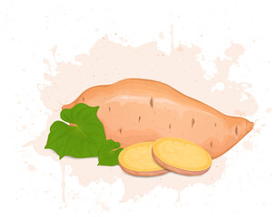A sweet potato Root vegetable with Green leaves and slices vector illustrator