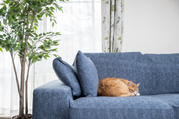 日が差し込むリビングと寝ている猫