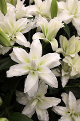 Beautiful array of lilium flowers in pinks, whites and orange