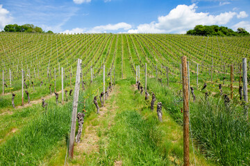 Fototapeta na wymiar vineyard in spring with growing grapes in the Rheingau,