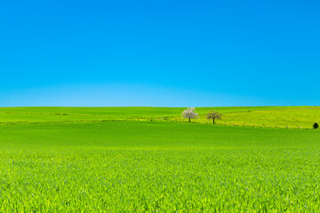 corn field with blooming apple trees in the Rheingau