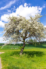 Fototapeta na wymiar blooming tree in spring in beautiful light