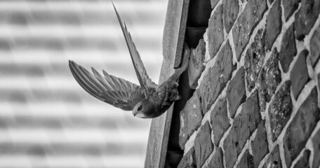 Common swift leaving entrance hole