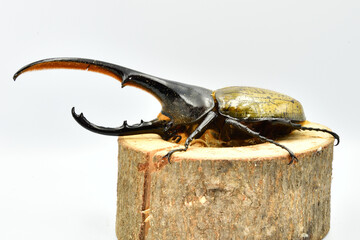 ヘラクレスオオカブト
