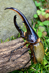 ヘラクレスオオカブト
