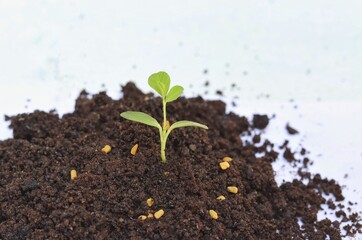 Closeup of Fenugreek Sapling Plant and Fenugreek Seeds in Fertile Soil with Selective Focus in Horizontal Orientation