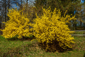 Beautiful Forsythia in spring time. Blooming forsythia bush