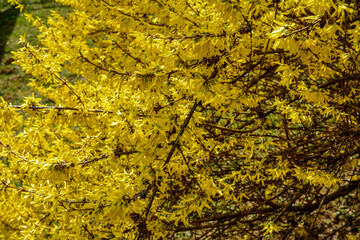 Beautiful Forsythia in spring time. Blooming forsythia bush