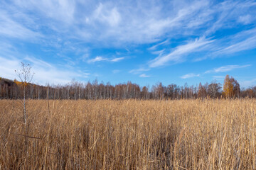 Obraz premium Thickets of dry reeds, swamp. Beautiful autumn natural landscape.