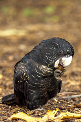 Red-tailed Black Cockatoo in Queensland Australia