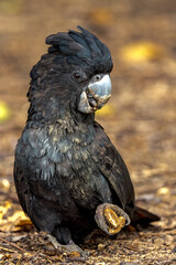 Red-tailed Black Cockatoo in Queensland Australia
