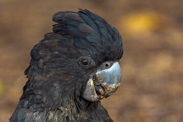 Red-tailed Black Cockatoo in Queensland Australia