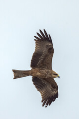 Black Kite in Queensland Australia