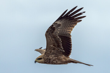 Black Kite in Queensland Australia