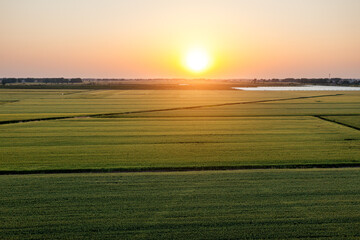 Aerial view of green wheat in spring field. Agriculture scene. Wheat field nature landscape at sunset.