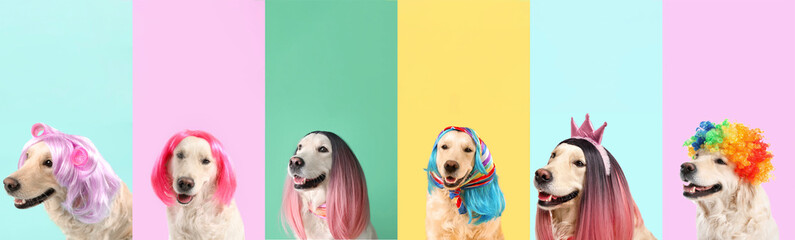 Collage with funny Labrador dog in different wigs on colorful background - obrazy, fototapety, plakaty