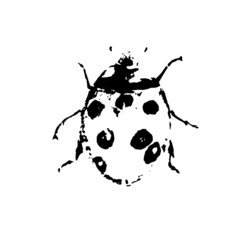 Black and white vector art of ladybug.