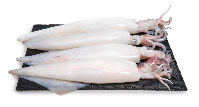 Fresh Squid isolated on white background, Fresh Splendid Squid on black plate With clipping path.