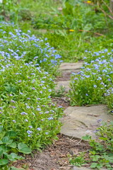 Stone path covered with flowers of forget -me -nots