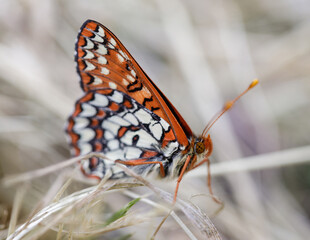 Chalcedon Checkerspot butterfly perched on grass. Foothills Park, Santa Clara County, California, USA.