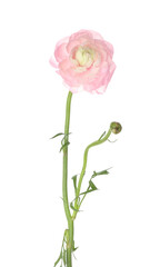 Pink ranunculus flower isolated on white background, closeup