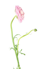 Pink ranunculus flower isolated on white background, closeup