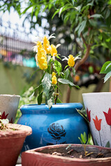 Yello flowers in pots daylight