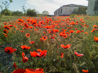 Obraz premium Red poppies and abandoned building in Georgia travel
