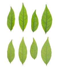green leaves isolated on white background,Clipping path