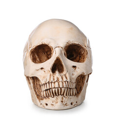 Human skull isolated on white background