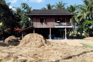 Agriculture. Cambodia.