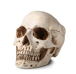 Obraz premium Human skull isolated on white background