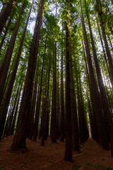 Cement Creek, Redwood Forest, Warburton, Victoria, Australia