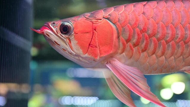 4K Close up short of super red arowana fish swimming on fish tank