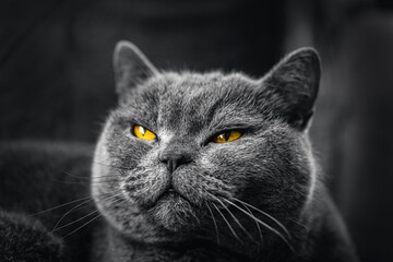 Despicable look of british cat with yellow eyes, dark background