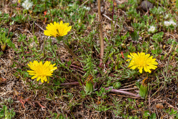 Small Dandelion plant with its yellow flowers.