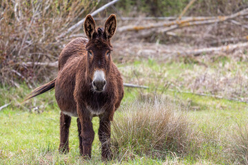 Brown donkey looking straight ahead. Equus africanus asinus.
