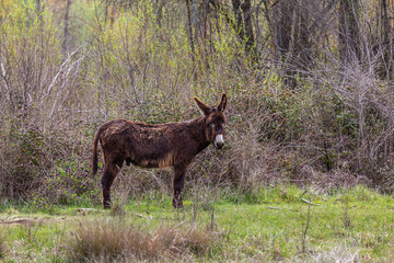 Brown dun colored donkey in the meadow next to the forest. Equus africanus asinus.